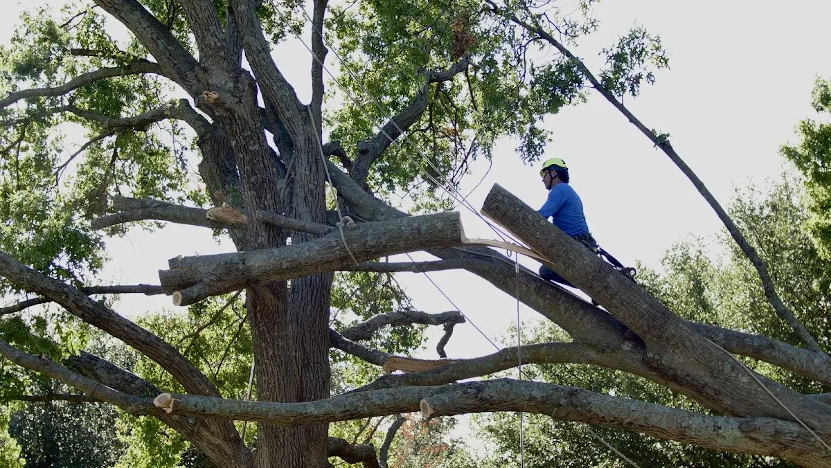 Professional Hazardous Tree Removal performed by certified arborists in North Vernon